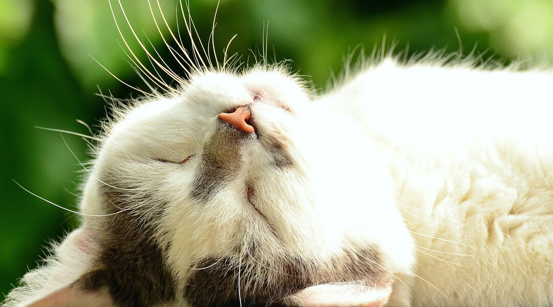 Motivationstipp des Tages: In relaxatio