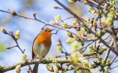 Monatsrückblick Januar bis März 2026