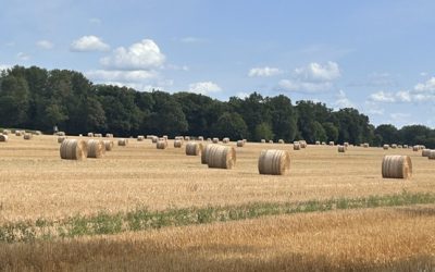 Monatsrückblick August 2026